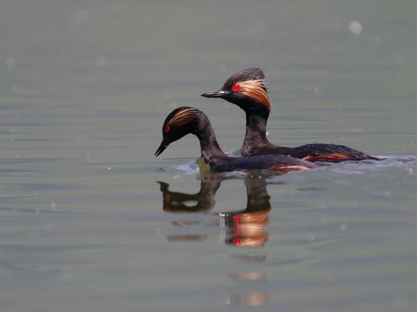 <h3>Podiceps&nbsp;nigricollis / Black‑necked&nbsp;grebe / Geoorde&nbsp;fuut</h3>OM-1 Mark II met OLYMPUS M.150-400mm F4.5 TC, 1/2000 sec  bij F5.6, ISO 640, afstand 24.4&nbsp;m